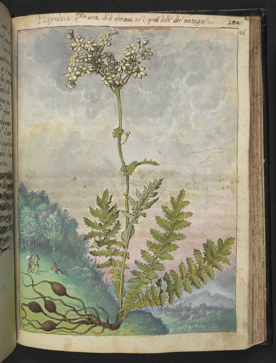 Filipendula vulgari, fra "Paintings of Flora of the Roman States" af Gherardo Cibo, Add MS 22333, f146r, c.1564-84 (akvarel & gouache på papir) af Gherardo Cibo