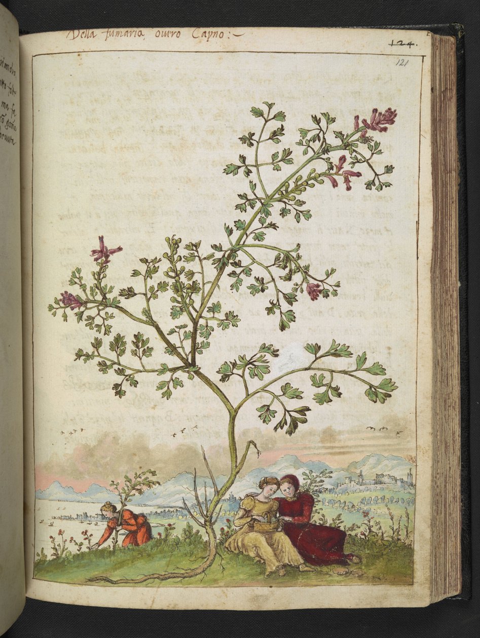 Fumaria gaillardotii, fra "Paintings of Flora of the Roman States" af Gherardo Cibo, Add MS 22333, f121r, c.1564-84 (akvarel & gouache på papir) af Gherardo Cibo