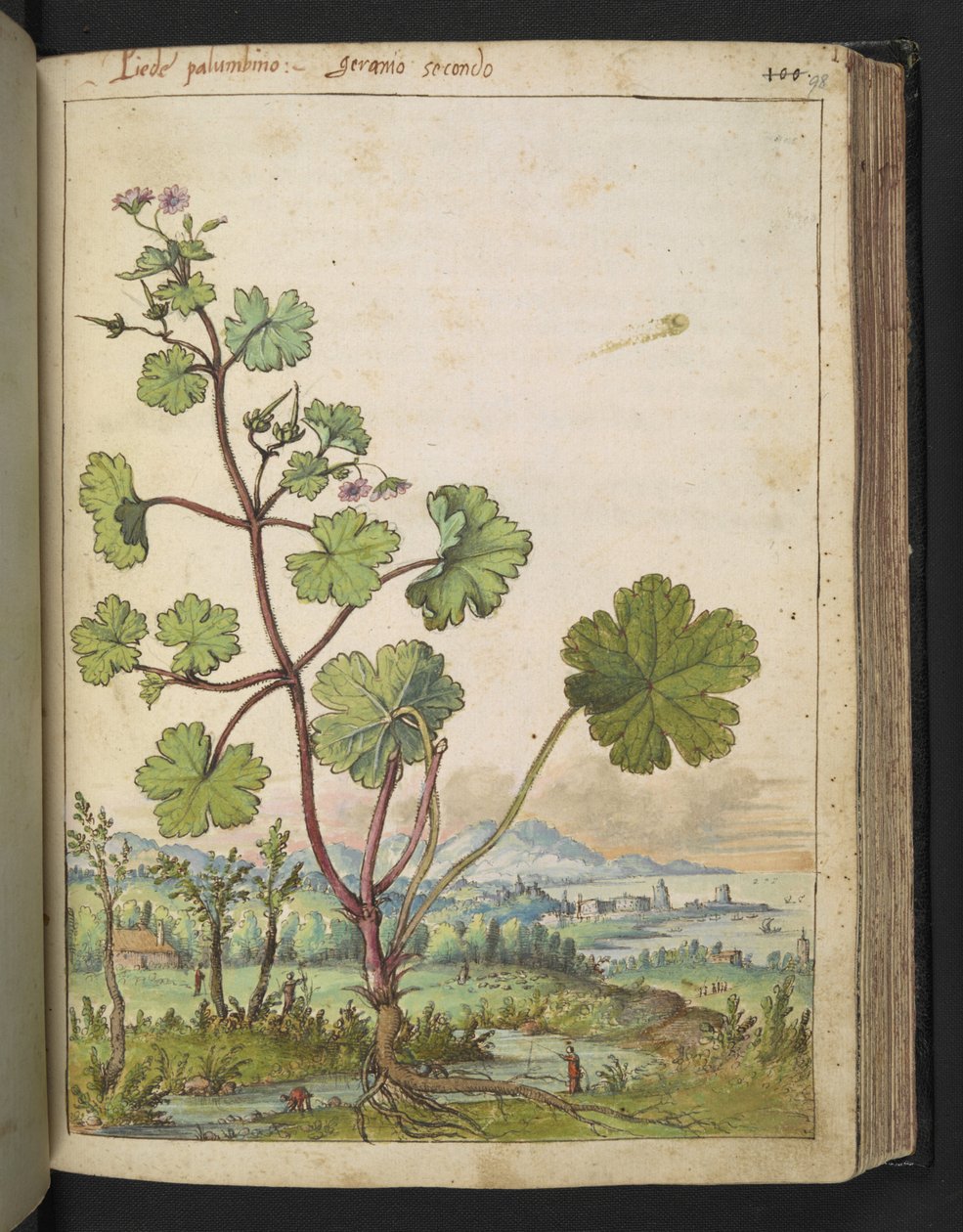 Geranium rotundifolium: En plante med lyserøde blomster. , fra "Paintings of Flora of the Roman States" af Gherardo Cibo, Add MS 22333, f098r, c.1564-84 (akvarel & gouache på papir) af Gherardo Cibo