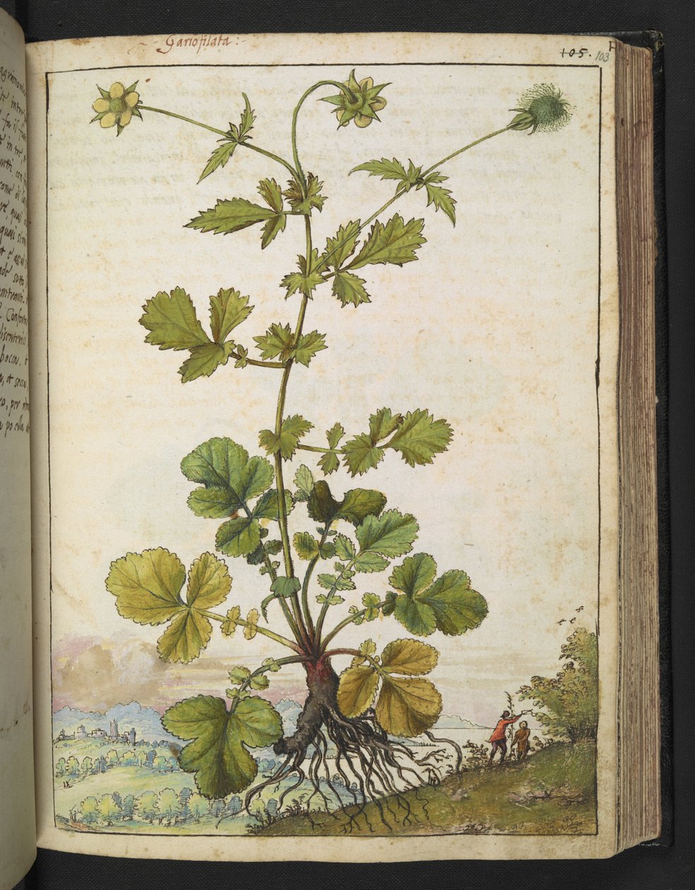 Geum urbanum, fra "Paintings of Flora of the Roman States" af Gherardo Cibo, Add MS 22333, f103r, c.1564-84 (akvarel & gouache på papir) af Gherardo Cibo