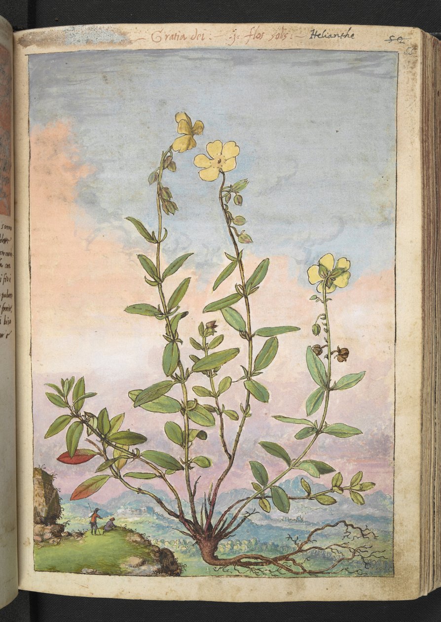 Helianthemum nummularium, fra "Paintings of Flora of the Roman States" af Gherardo Cibo, Add MS 22333, f055r, c.1564-84 (akvarel & gouache på papir) af Gherardo Cibo