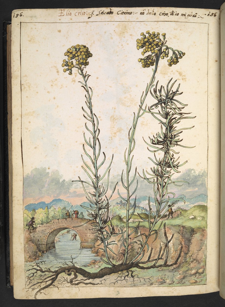Helichrysum italicum: en plante med gule knopper, fra "Paintings of Flora of the Roman States" af Gherardo Cibo, Add MS 22333, f176v, c.1564-84 (akvarel & gouache på papir) af Gherardo Cibo
