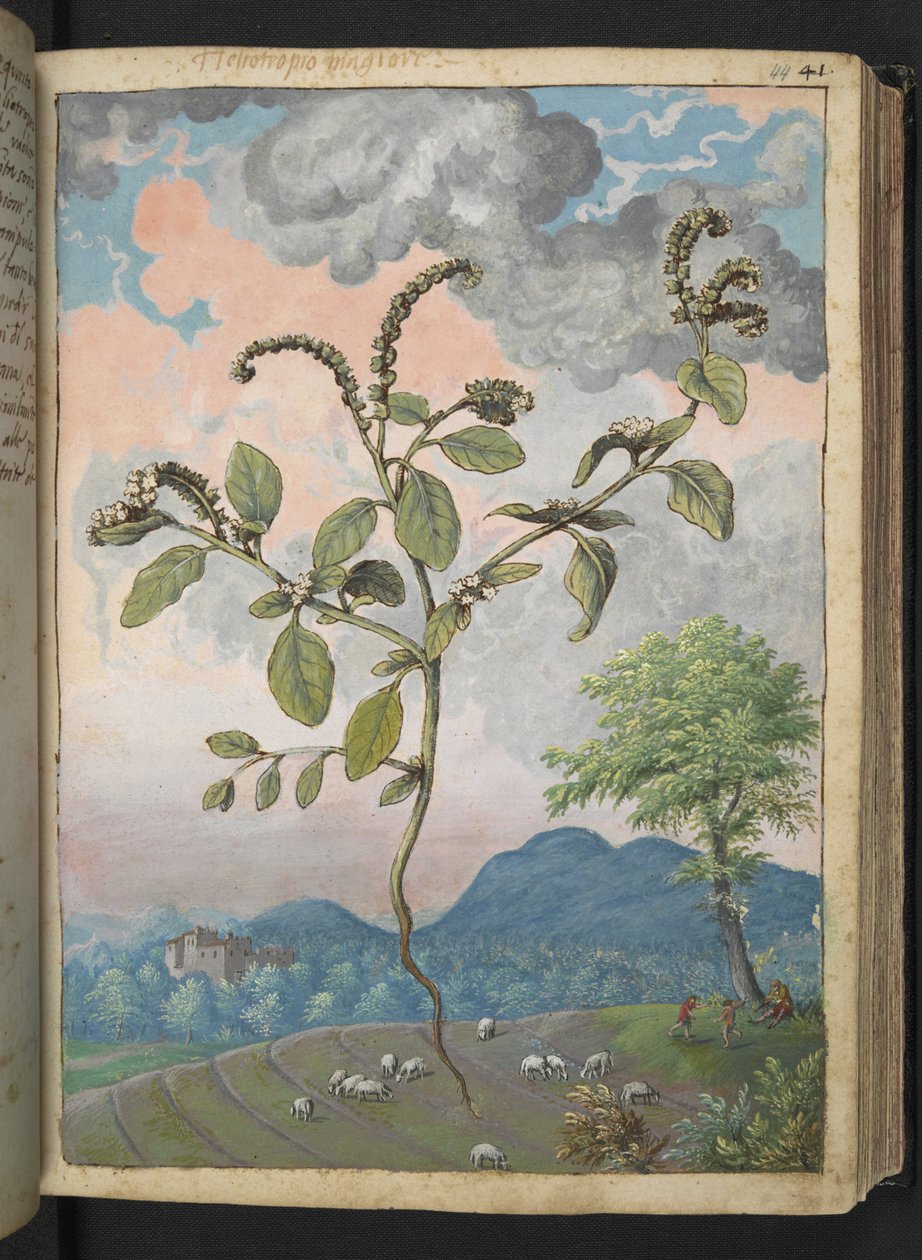 Heliotropium europeanum, fra "Paintings of Flora of the Roman States" af Gherardo Cibo, Add MS 22333, f044r, c.1564-84 (akvarel & gouache på papir) af Gherardo Cibo