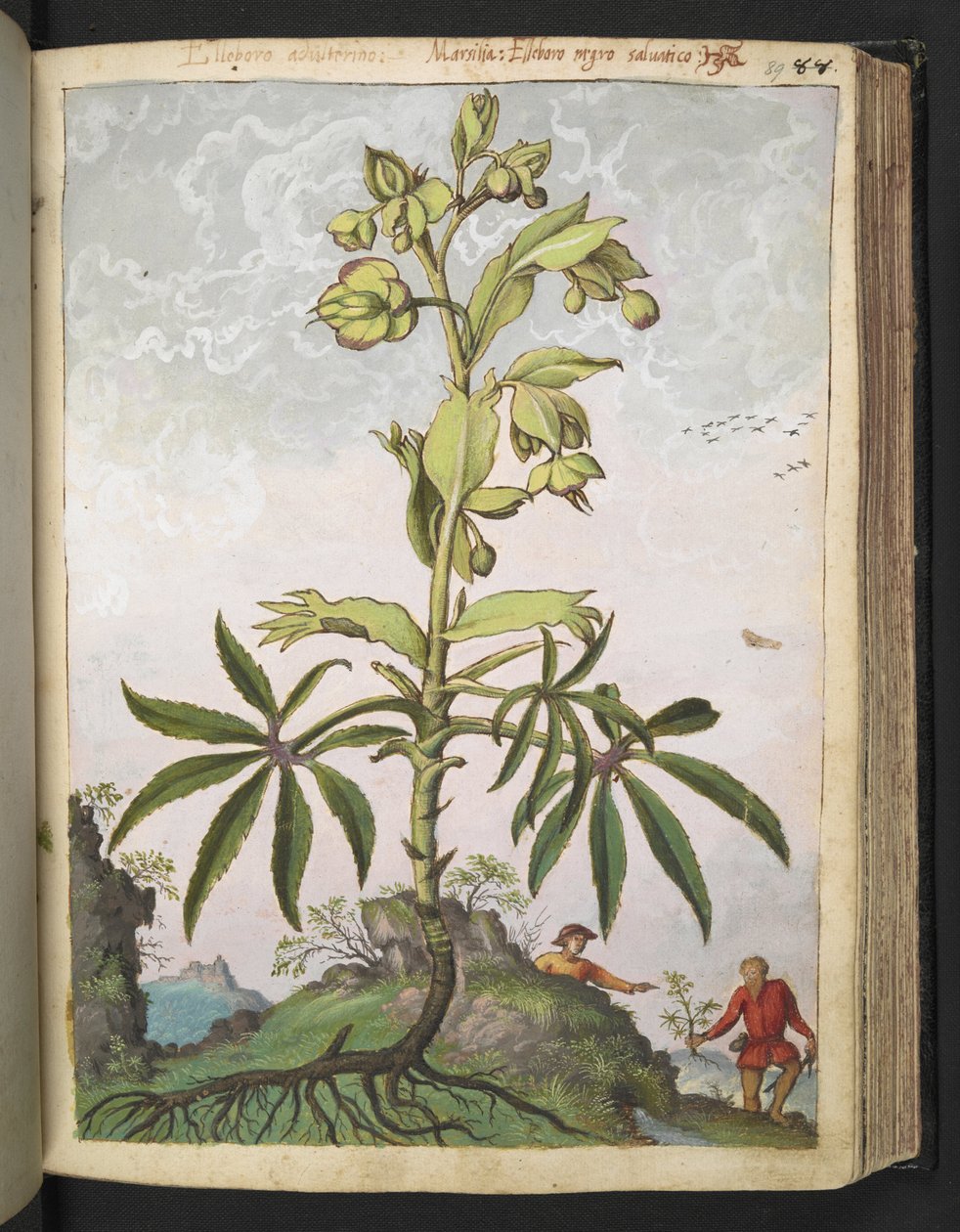 Helleborus foetidus, fra "Paintings of Flora of the Roman States" af Gherardo Cibo, Add MS 22333, f089r, c.1564-84 (akvarel & gouache på papir) af Gherardo Cibo