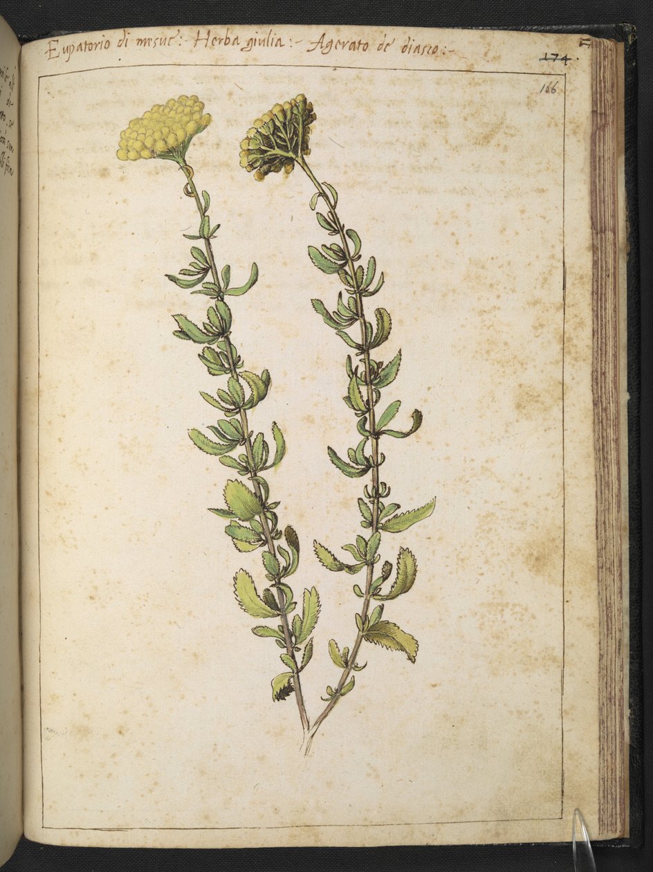 Hamp agrimony (af slægten Eupatorium), muligvis nyrevikke, fra "Paintings of Flora of the Roman States" af Gherardo Cibo, Tilføj MS 22333, f166r, c.1564-84 (akvarel og gouache på papir) af Gherardo Cibo