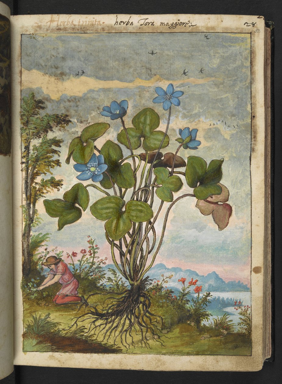 Hepatica nobilis: en plante med blå kronblade og en person, der graver eller taler stiklinger, fra "Paintings of Flora of the Roman States" af Gherardo Cibo, Add MS 22333, f032r, c.1564-84 (akvarel og gouache på papir) af Gherardo Cibo