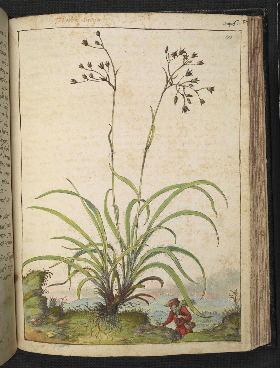 Herba Luccia, fra "Paintings of Flora of the Roman States" af Gherardo Cibo, Add MS 22333, f140r, c.1564-84 (akvarel og gouache på papir) af Gherardo Cibo