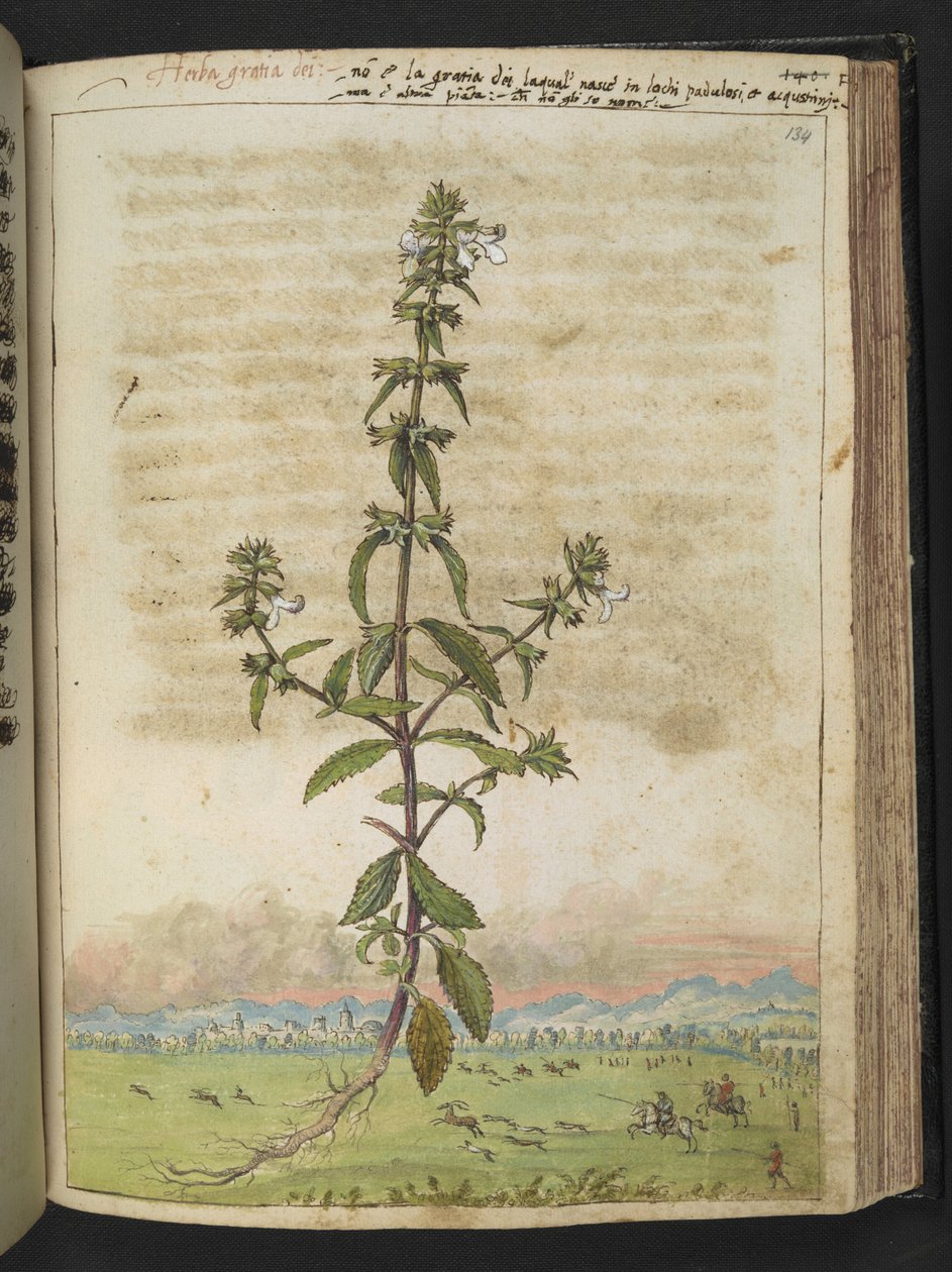 Herba gratia dei (Hedge-Hyssop), fra "Paintings of Flora of the Roman States" af Gherardo Cibo, Add MS 22333, f134r, c.1564-84 (akvarel & gouache på papir) af Gherardo Cibo