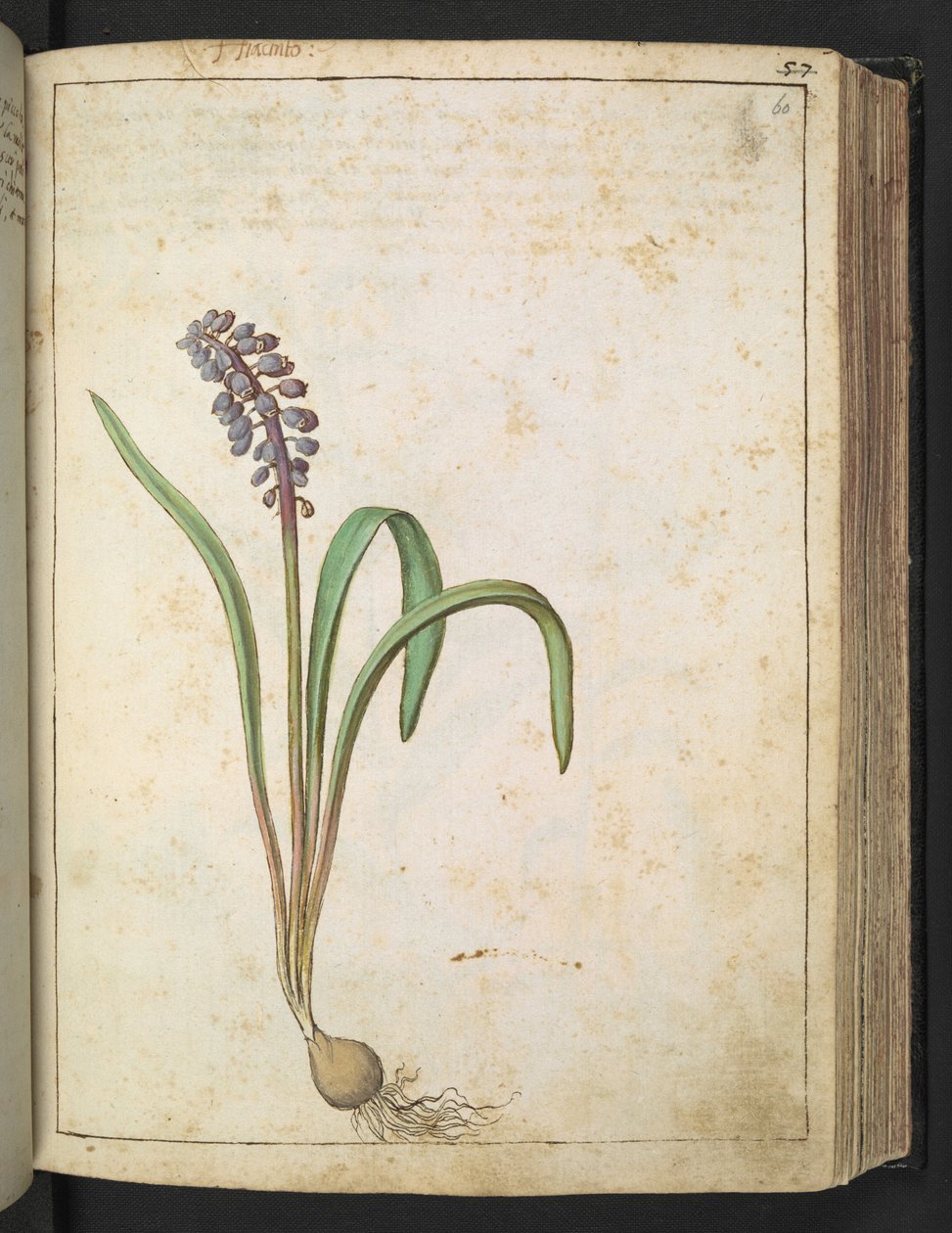 Hyacinthus, fra "Paintings of Flora of the Roman States" af Gherardo Cibo, Tilføj MS 22333, f060r, c.1564-84 (akvarel og gouache på papir) af Gherardo Cibo
