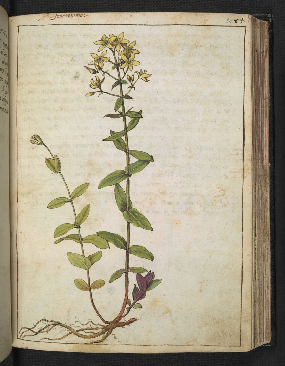 Hypericum perfoliatum, fra "Paintings of Flora of the Roman States" af Gherardo Cibo, Add MS 22333, f084r, c.1564-84 (akvarel & gouache på papir) af Gherardo Cibo