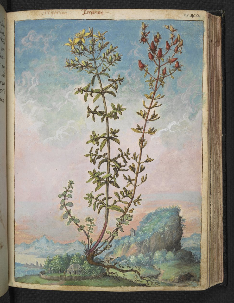 Hypericum perforatum, fra "Paintings of Flora of the Roman States" af Gherardo Cibo, Add MS 22333, f083r, c.1564-84 (akvarel & gouache på papir) af Gherardo Cibo