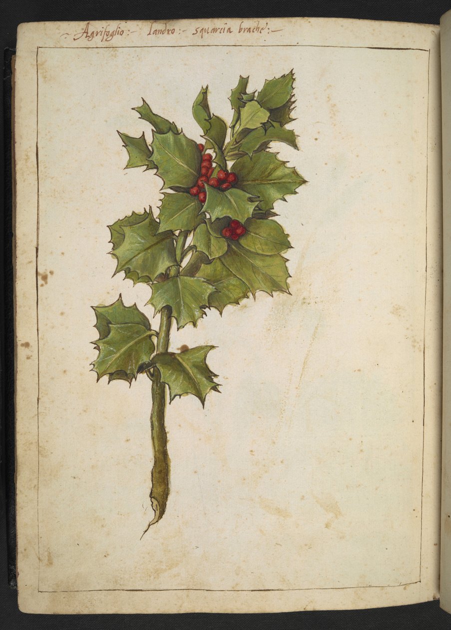 Ilex aquifolium (Holly), fra "Paintings of Flora of the Roman States" af Gherardo Cibo, Add MS 22333, f182v, c.1564-84 (akvarel & gouache på papir) af Gherardo Cibo