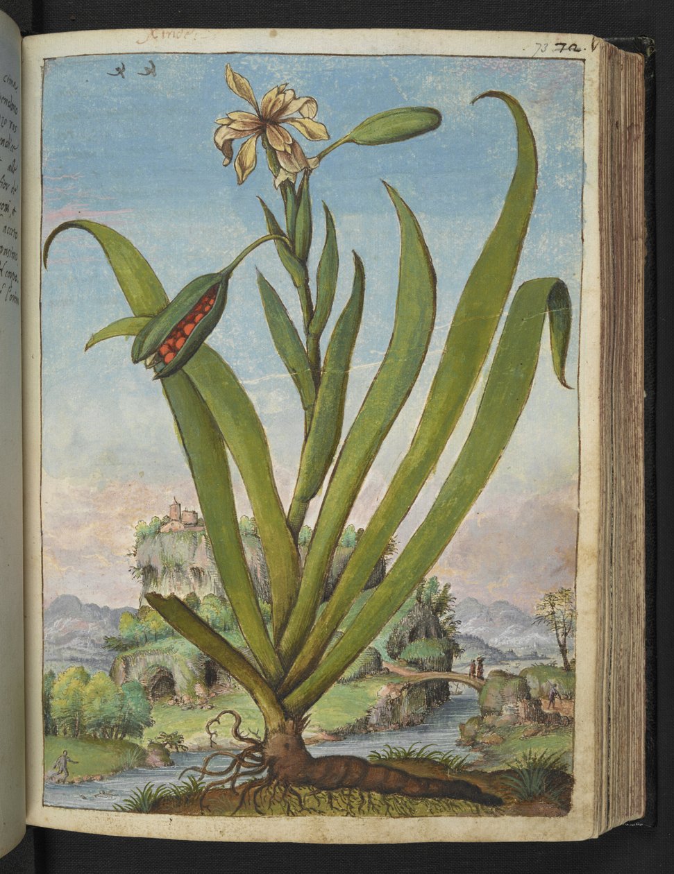 Iris Foetidissima: Blomstrende plante med frøstande, fra "Paintings of Flora of the Roman States" af Gherardo Cibo, Add MS 22333, f073r, c.1564-84 (akvarel & gouache på papir) af Gherardo Cibo