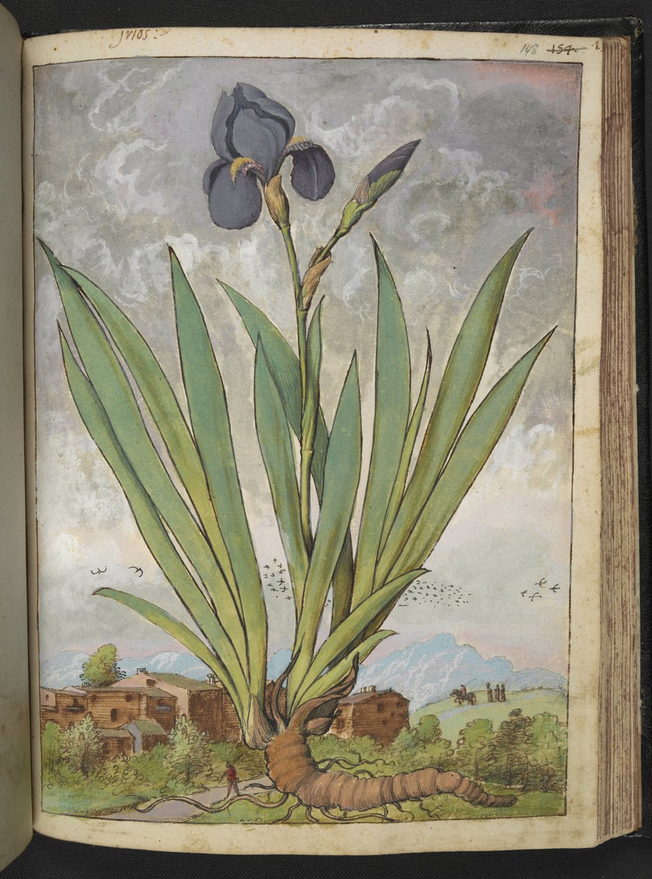 Iris germanica, fra "Paintings of Flora of the Roman States" af Gherardo Cibo, Add MS 22333, f148r, c.1564-84 (akvarel & gouache på papir) af Gherardo Cibo
