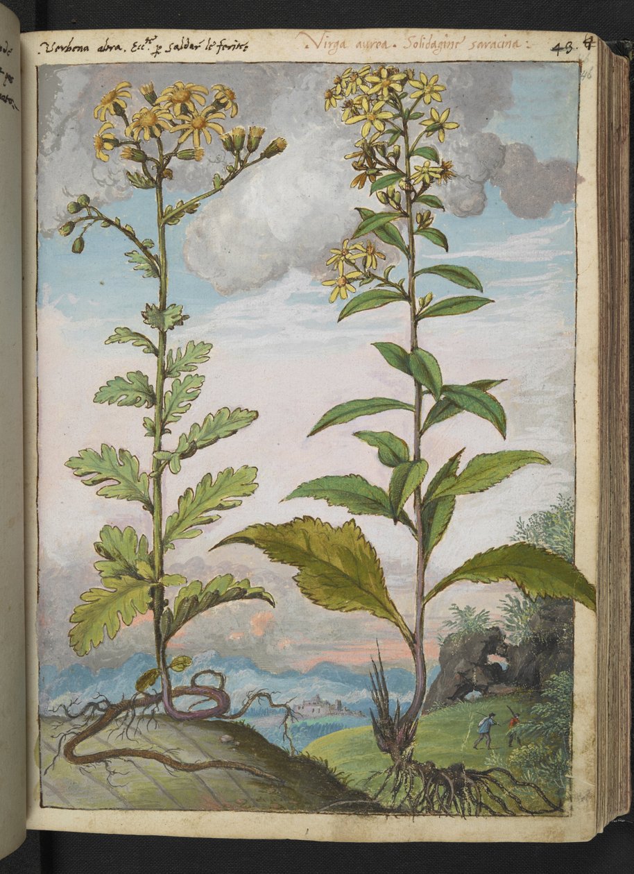 Jacobaeae vulgaris et Senecio ovatu, fra "Paintings of Flora of the Roman States" af Gherardo Cibo, Add MS 22333, f046r, c.1564-84 (akvarel & gouache på papir) af Gherardo Cibo
