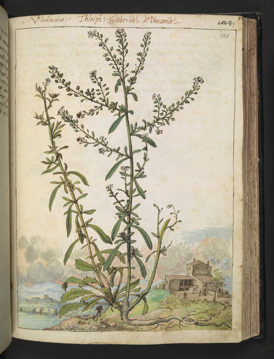 Lepidium graminifolium, fra "Paintings of Flora of the Roman States" af Gherardo Cibo, Add MS 22333, f120r, c.1564-84 (akvarel & gouache på papir) af Gherardo Cibo