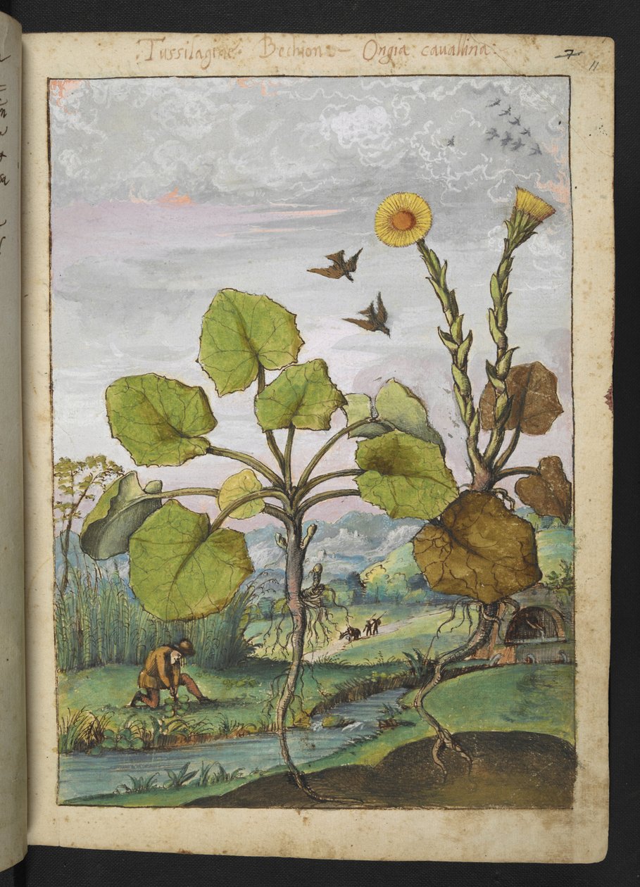 Ligularia tussilaginea (Leopardplante), fra "Paintings of Flora of the Roman States" af Gherardo Cibo, Tilføj MS 22333, f011r, c.1564-84 (akvarel & gouache på papir) af Gherardo Cibo