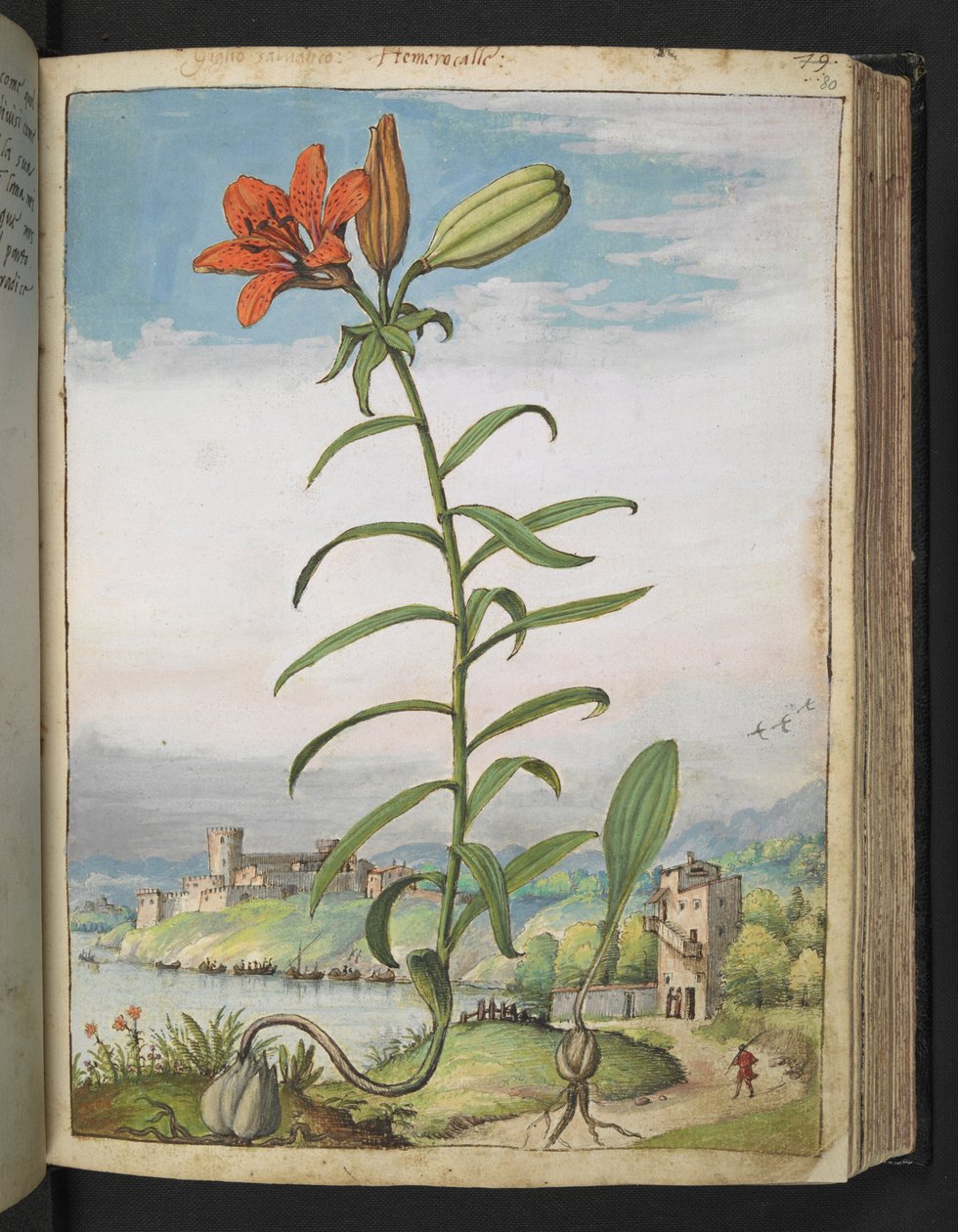Lilium bulbiferum: En plante med røde kronblade, fra "Paintings of Flora of the Roman States" af Gherardo Cibo, Add MS 22333, f080r, c.1564-84 (akvarel & gouache på papir) af Gherardo Cibo