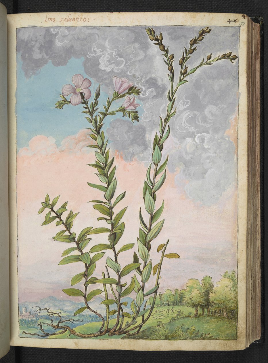 Linum viscosum: En høj plante med lyserøde blomster, fra "Paintings of Flora of the Roman States" af Gherardo Cibo, Add MS 22333, f051r, c.1564-84 (akvarel & gouache på papir) af Gherardo Cibo