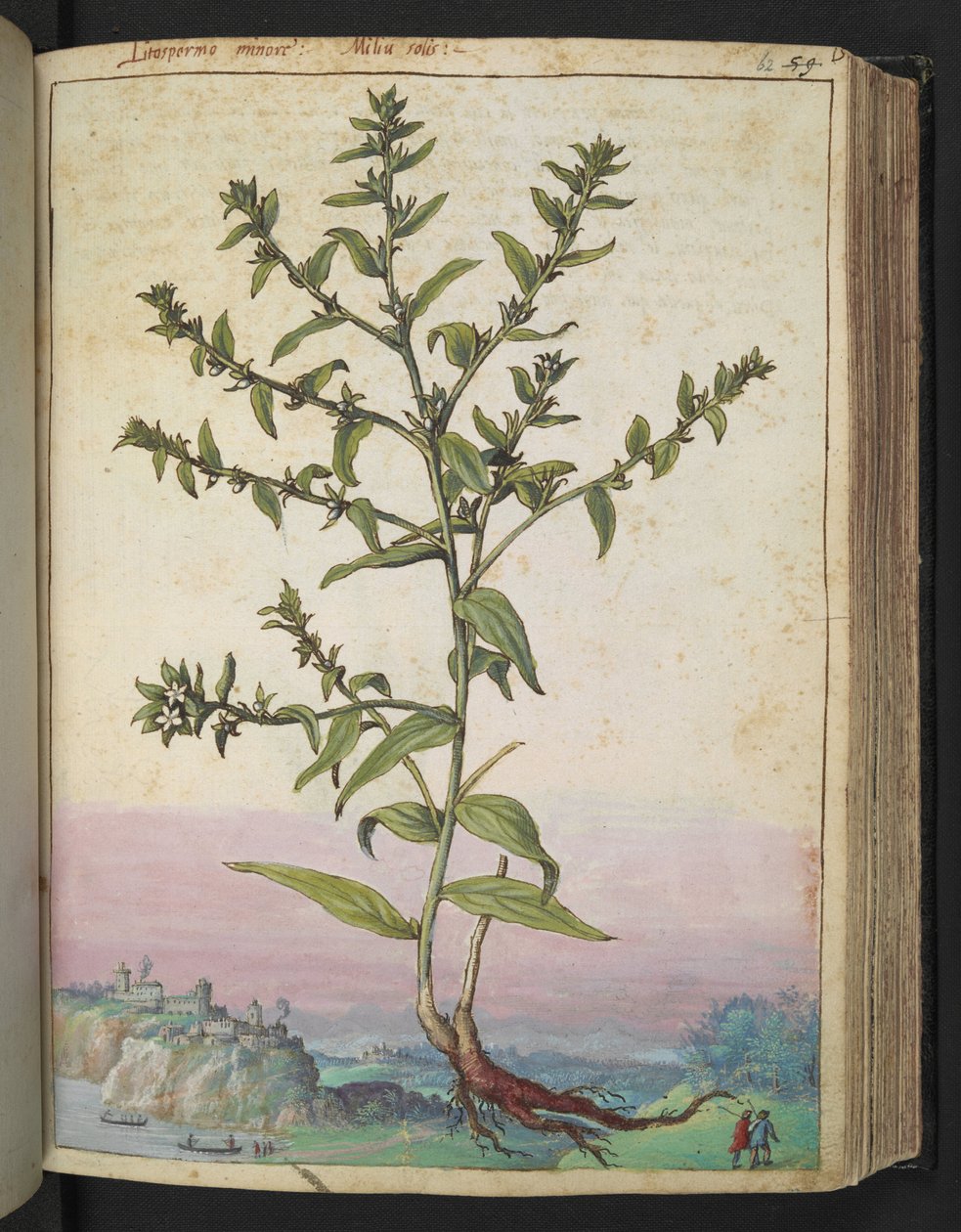 Lithospermum officinale, fra "Paintings of Flora of the Roman States" af Gherardo Cibo, Add MS 22333, f062r, c.1564-84 (akvarel & gouache på papir) af Gherardo Cibo