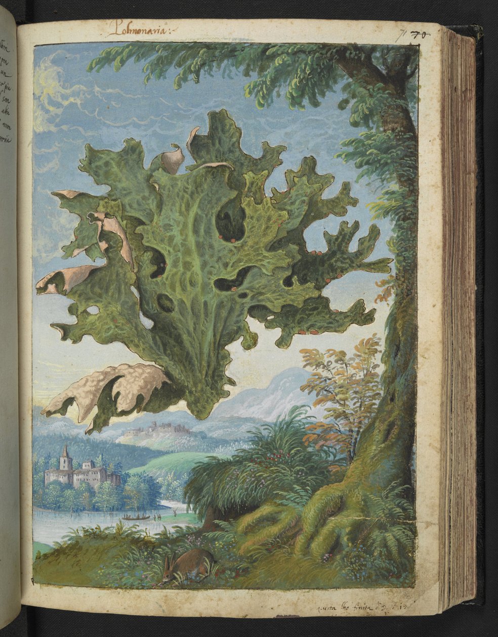 Lobaria pulmonaria (Lungwort), fra "Paintings of Flora of the Roman States" af Gherardo Cibo, Add MS 22333, f071r, c.1564-84 (akvarel & gouache på papir) af Gherardo Cibo