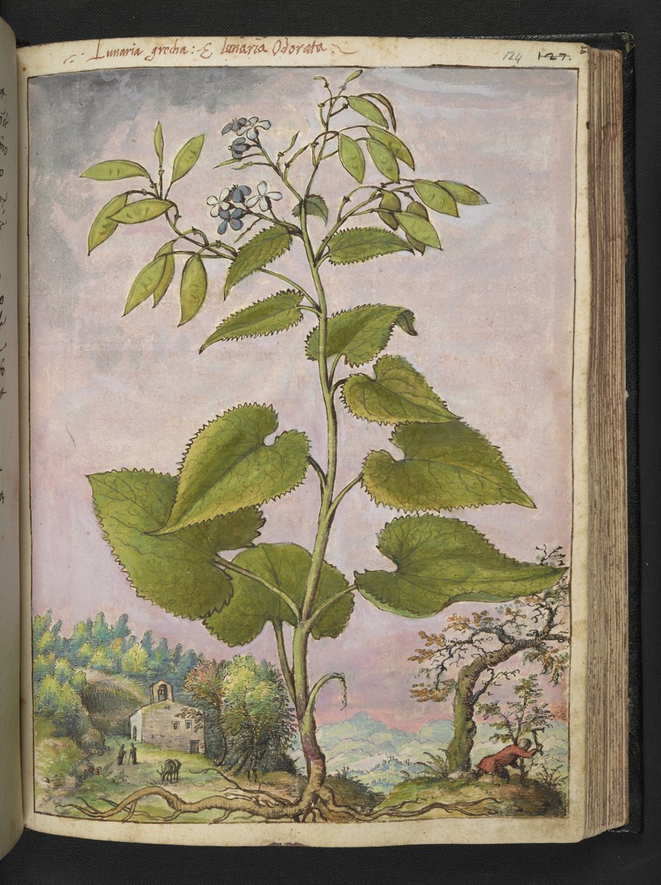 Lunaria redivivia, fra "Paintings of Flora of the Roman States" af Gherardo Cibo, Add MS 22333, f124r, c.1564-84 (akvarel & gouache på papir) af Gherardo Cibo