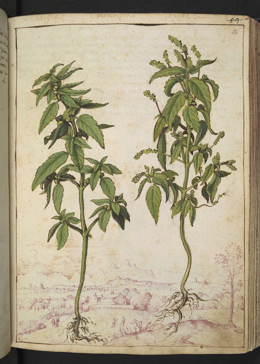 Mercurialis annua, fra "Paintings of Flora of the Roman States" af Gherardo Cibo, Add MS 22333, f056r, c.1564-84 (akvarel & gouache på papir) af Gherardo Cibo