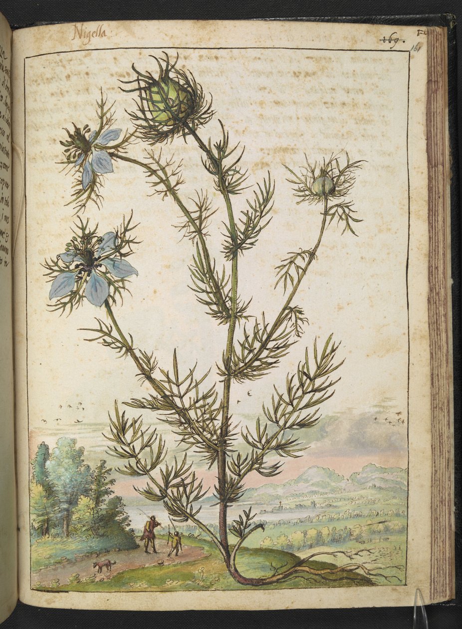 Nigella damascena, fra "Paintings of Flora of the Roman States" af Gherardo Cibo, Add MS 22333, f161r, c.1564-84 (akvarel & gouache på papir) af Gherardo Cibo