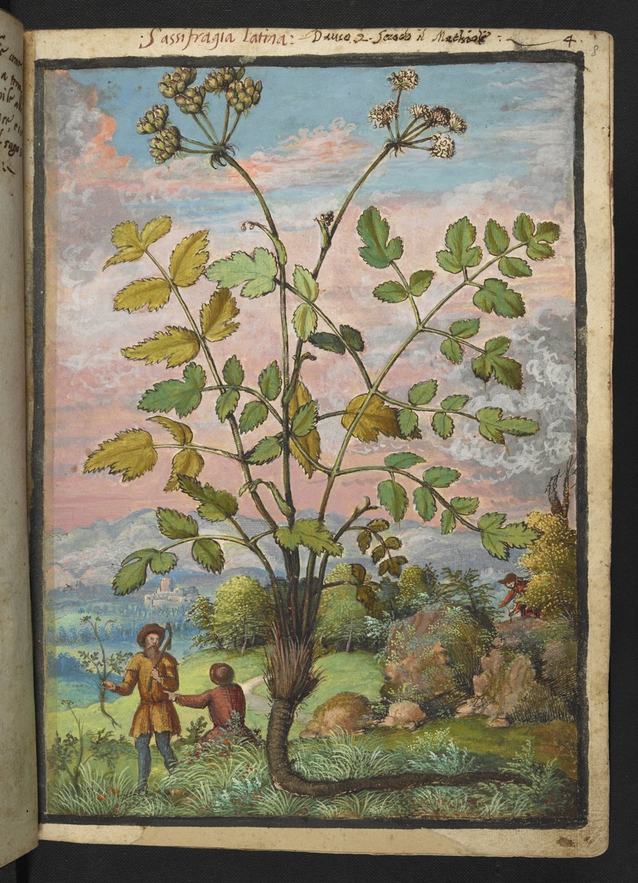 Oenanthe crocata, fra "Paintings of Flora of the Roman States" af Gherardo Cibo, Add MS 22333, f008r, c.1564-84 (akvarel & gouache på papir) af Gherardo Cibo