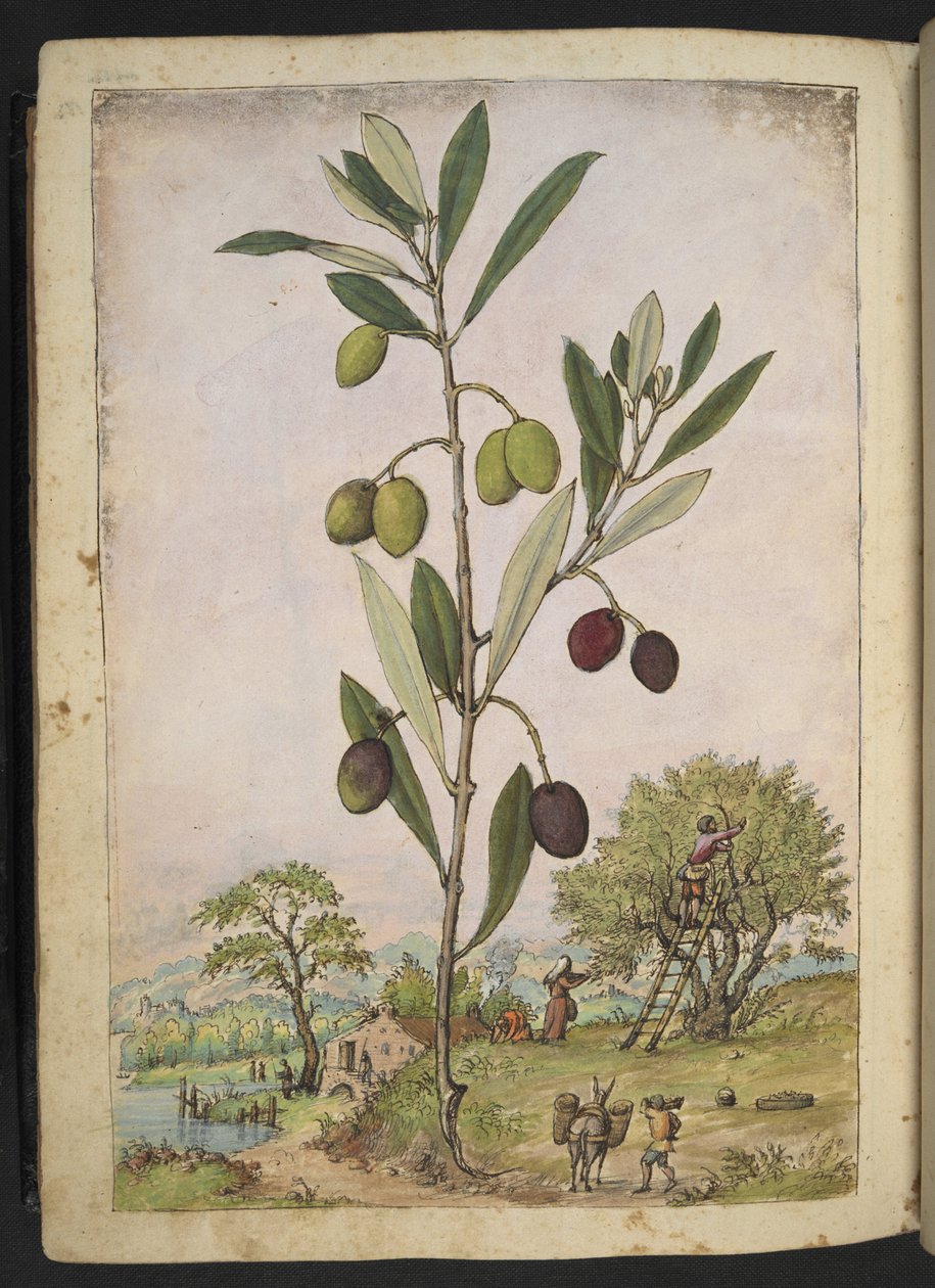 Olea europaea (oliventræ), fra "Paintings of Flora of the Roman States" af Gherardo Cibo, Add MS 22333, f181v, c.1564-84 (akvarel & gouache på papir) af Gherardo Cibo