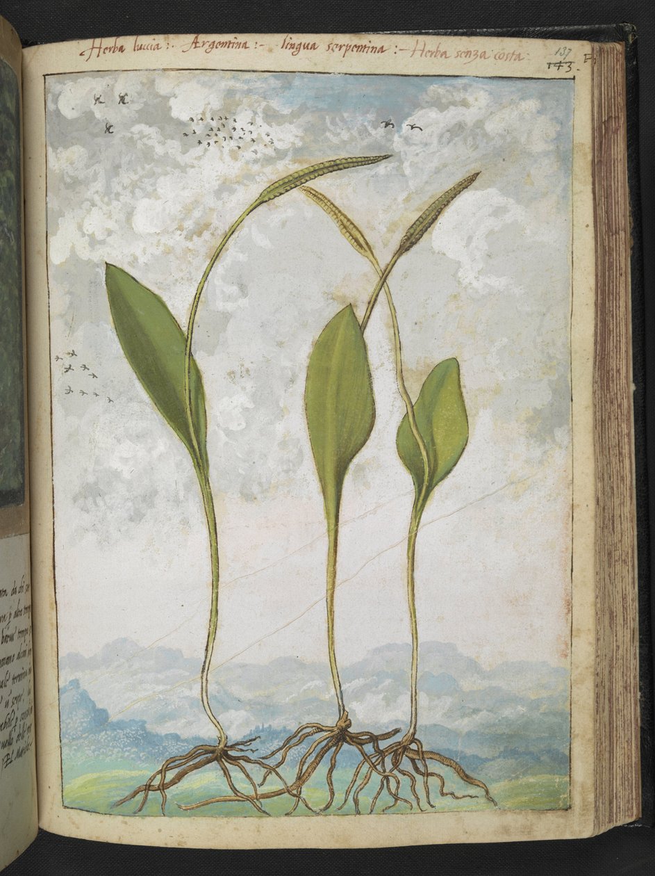 Ophioglossum vulgatum, fra "Paintings of Flora of the Roman States" af Gherardo Cibo, Add MS 22333, f137r, c.1564-84 (akvarel & gouache på papir) af Gherardo Cibo
