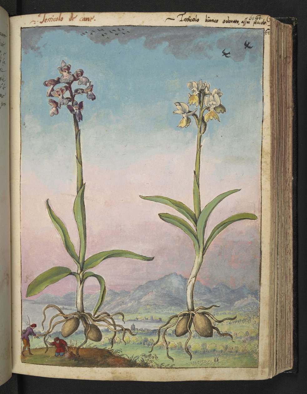 Orchis pallens: To blomstrende planter, fra "Paintings of Flora of the Roman States" af Gherardo Cibo, Add MS 22333, f064r, c.1564-84 (akvarel & gouache på papir) af Gherardo Cibo