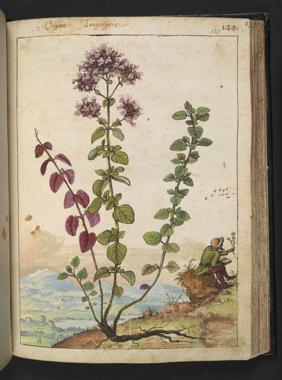 Origanum vulgare, fra "Paintings of Flora of the Roman States" af Gherardo Cibo, Add MS 22333, f130r, c.1564-84 (akvarel & gouache på papir) af Gherardo Cibo