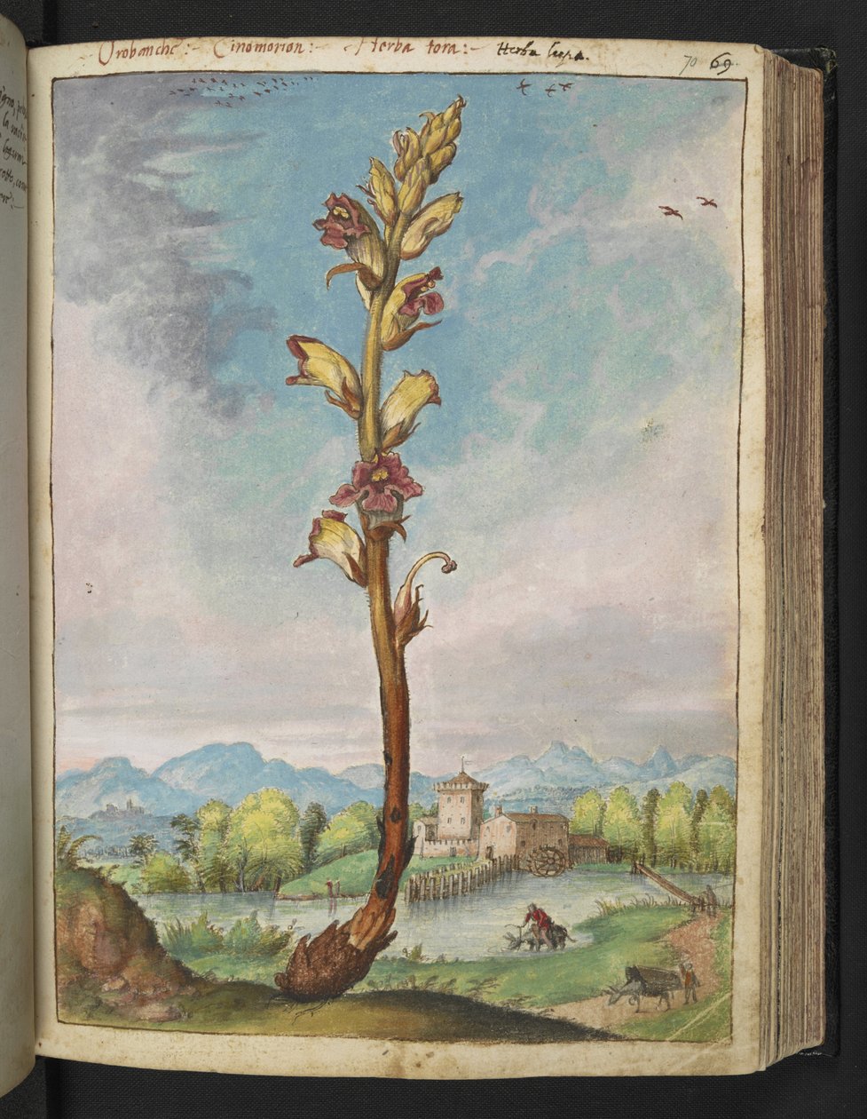 Orobanche gracilis, fra "Paintings of Flora of the Roman States" af Gherardo Cibo, Tilføj MS 22333, f070r, c.1564-84 (akvarel og gouache på papir) af Gherardo Cibo