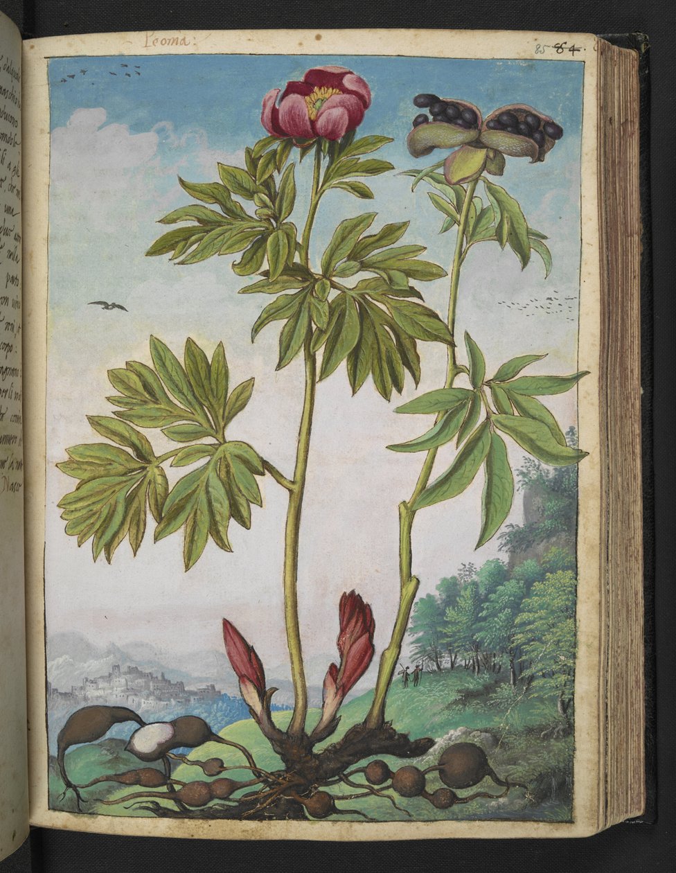 Paeonia officinalis, fra "Paintings of Flora of the Roman States" af Gherardo Cibo, Tilføj MS 22333, f085r, c.1564-84 (akvarel og gouache på papir) af Gherardo Cibo