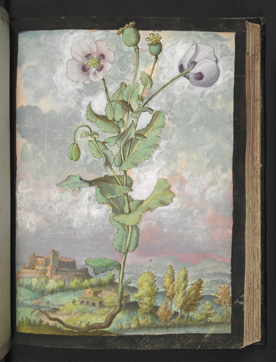 Papaver somniferum: En plante med hvide kronblade, fra "Paintings of Flora of the Roman States" af Gherardo Cibo, Add MS 22333, f108r, c.1564-84 (akvarel & gouache på papir) af Gherardo Cibo
