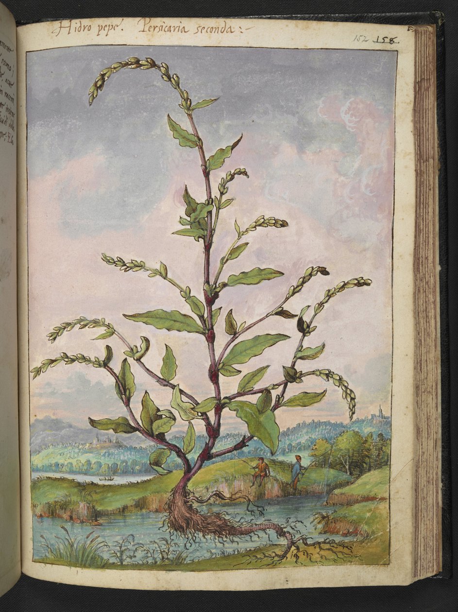 Persicaria hydropiper, fra "Paintings of Flora of the Roman States" af Gherardo Cibo, Add MS 22333, f152r, c.1564-84 (akvarel & gouache på papir) af Gherardo Cibo