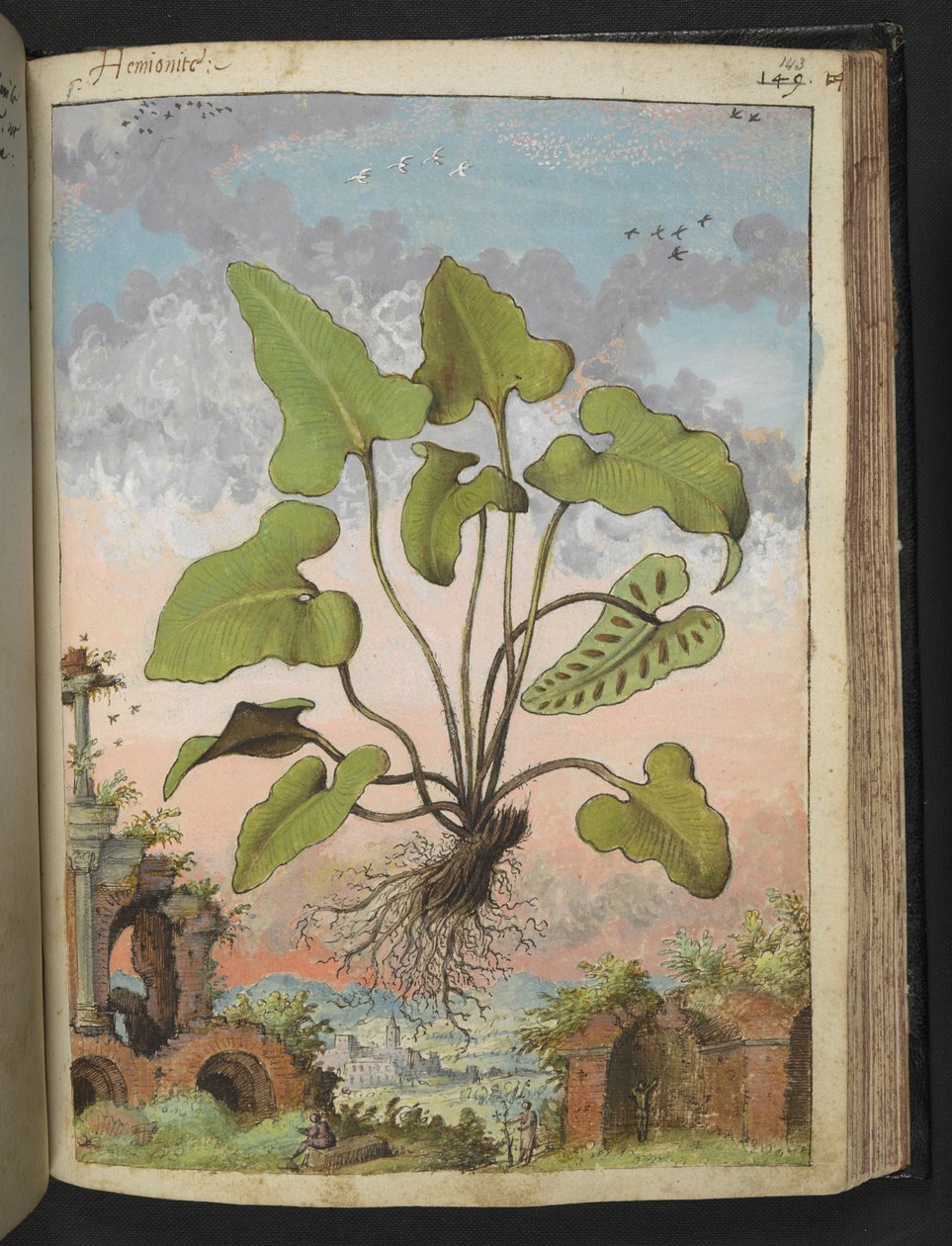 Phyllitis hemionitis, fra "Paintings of Flora of the Roman States" af Gherardo Cibo, Add MS 22333, f143r, c.1564-84 (akvarel & gouache på papir) af Gherardo Cibo