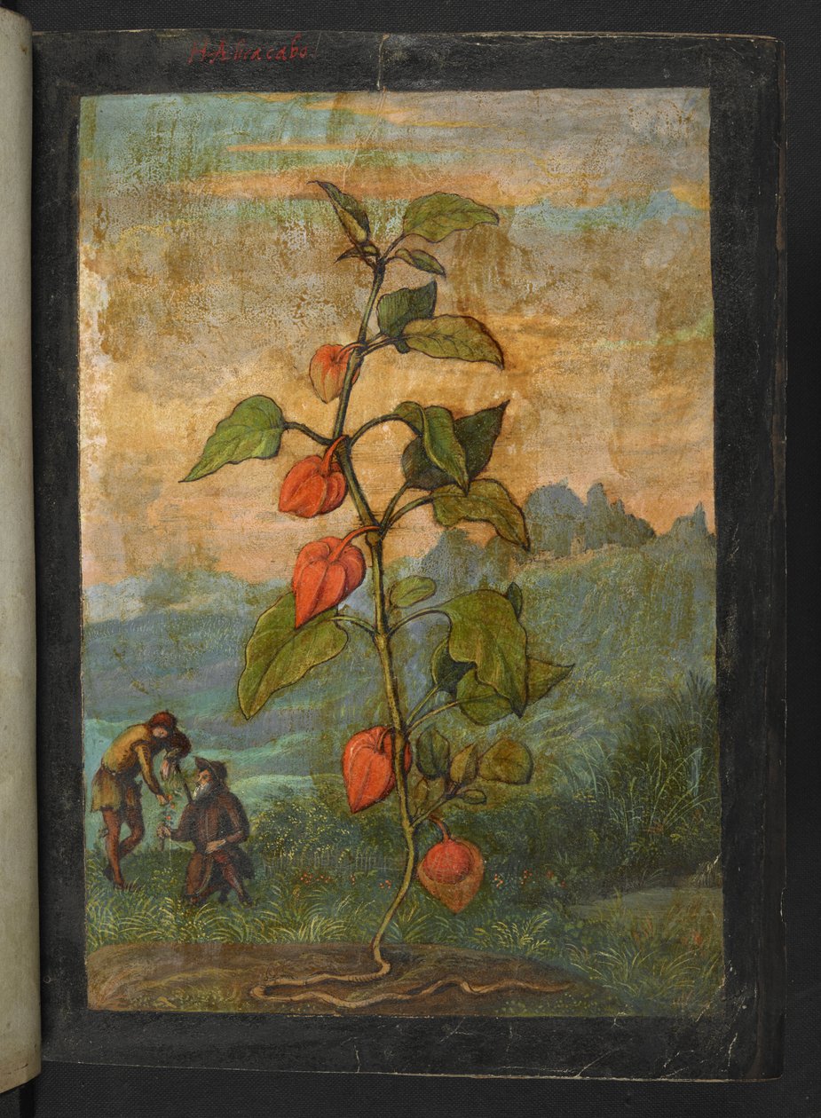 Physalis alkekengi: En plante med røde blomster, fra "Paintings of Flora of the Roman States" af Gherardo Cibo, Add MS 22333, f004r, c.1564-84 (akvarel & gouache på papir) af Gherardo Cibo