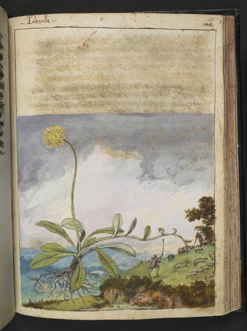 Pilosella officinarum, fra "Paintings of Flora of the Roman States" af Gherardo Cibo, Add MS 22333, f138r, c.1564-84 (akvarel & gouache på papir) af Gherardo Cibo