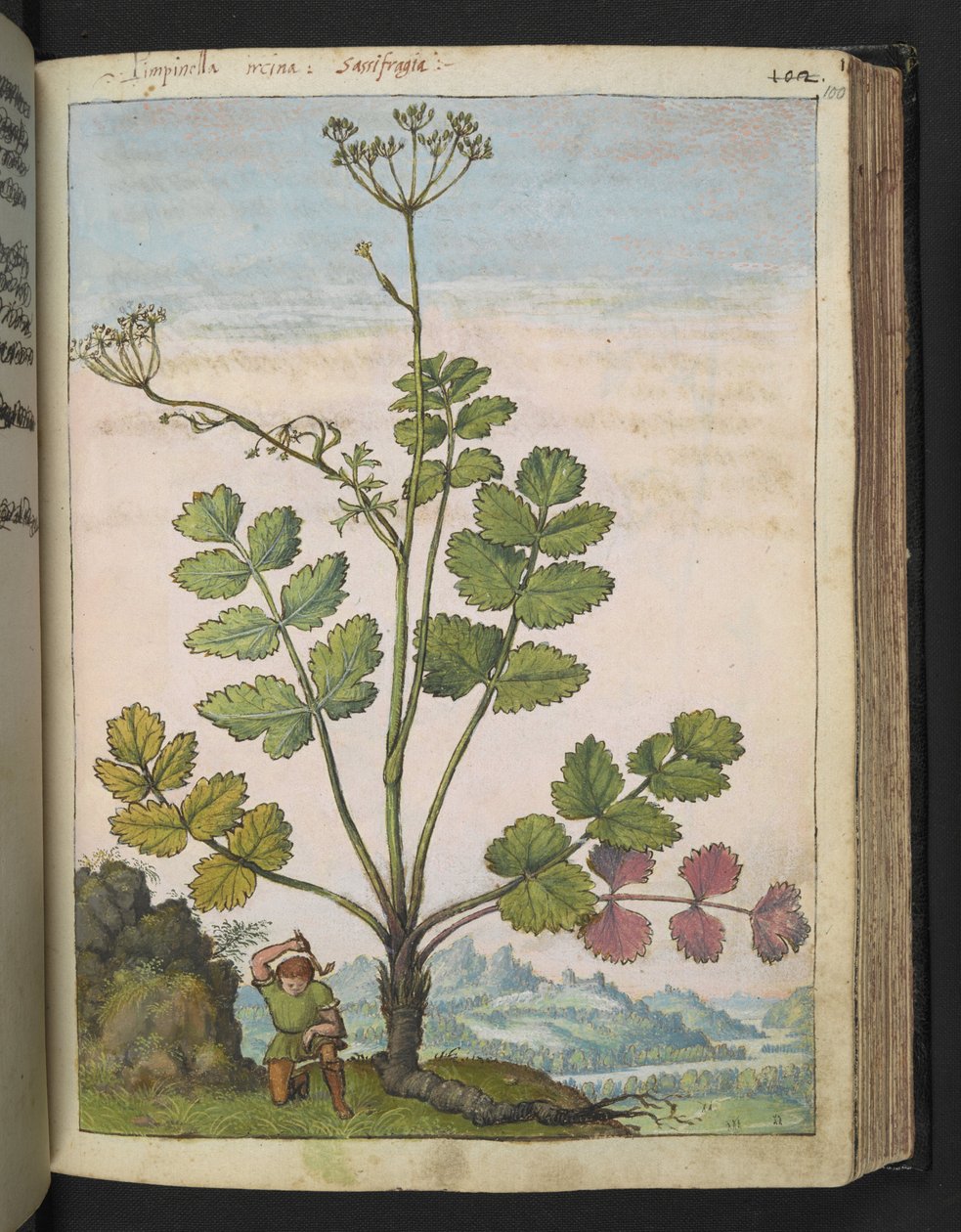 Pimpinella major, fra "Paintings of Flora of the Roman States" af Gherardo Cibo, Add MS 22333, f100r, c.1564-84 (akvarel og gouache på papir) af Gherardo Cibo