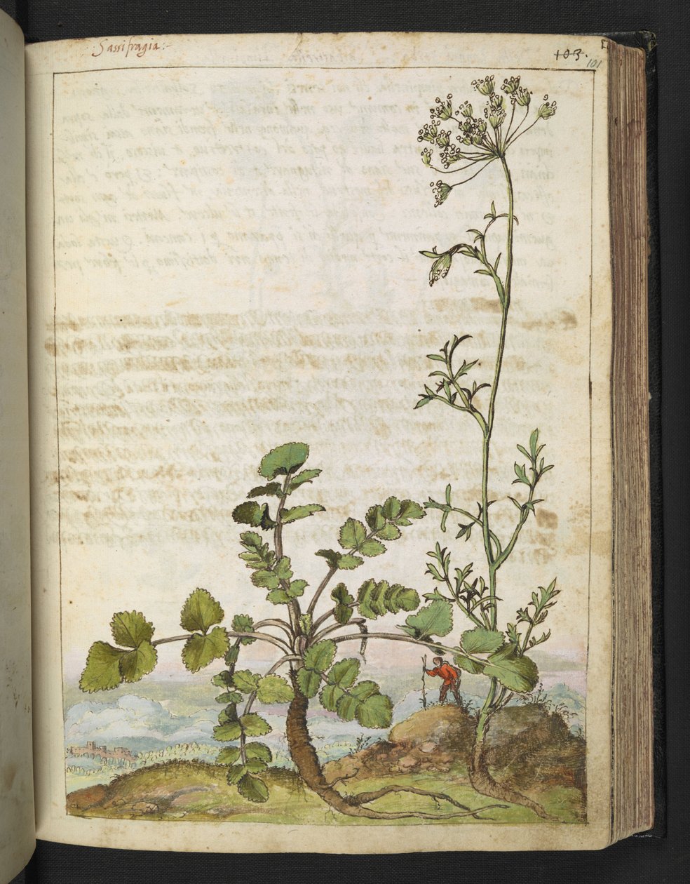 Pimpinella saxifraga, fra "Paintings of Flora of the Roman States" af Gherardo Cibo, Add MS 22333, f101r, c.1564-84 (akvarel & gouache på papir) af Gherardo Cibo