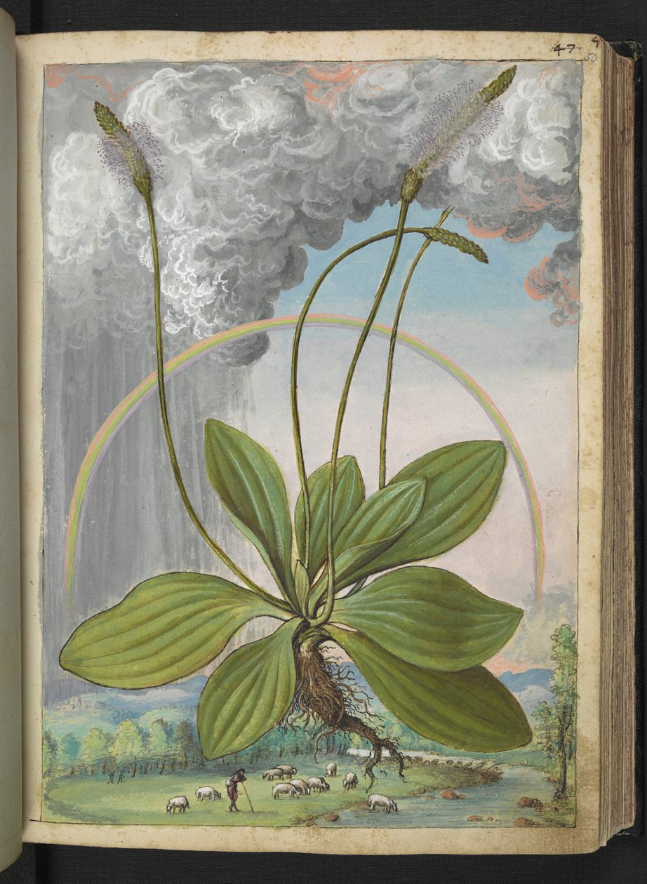 Plantago media, fra "Paintings of Flora of the Roman States" af Gherardo Cibo, Add MS 22333, f050r, c.1564-84 (akvarel & gouache på papir) af Gherardo Cibo