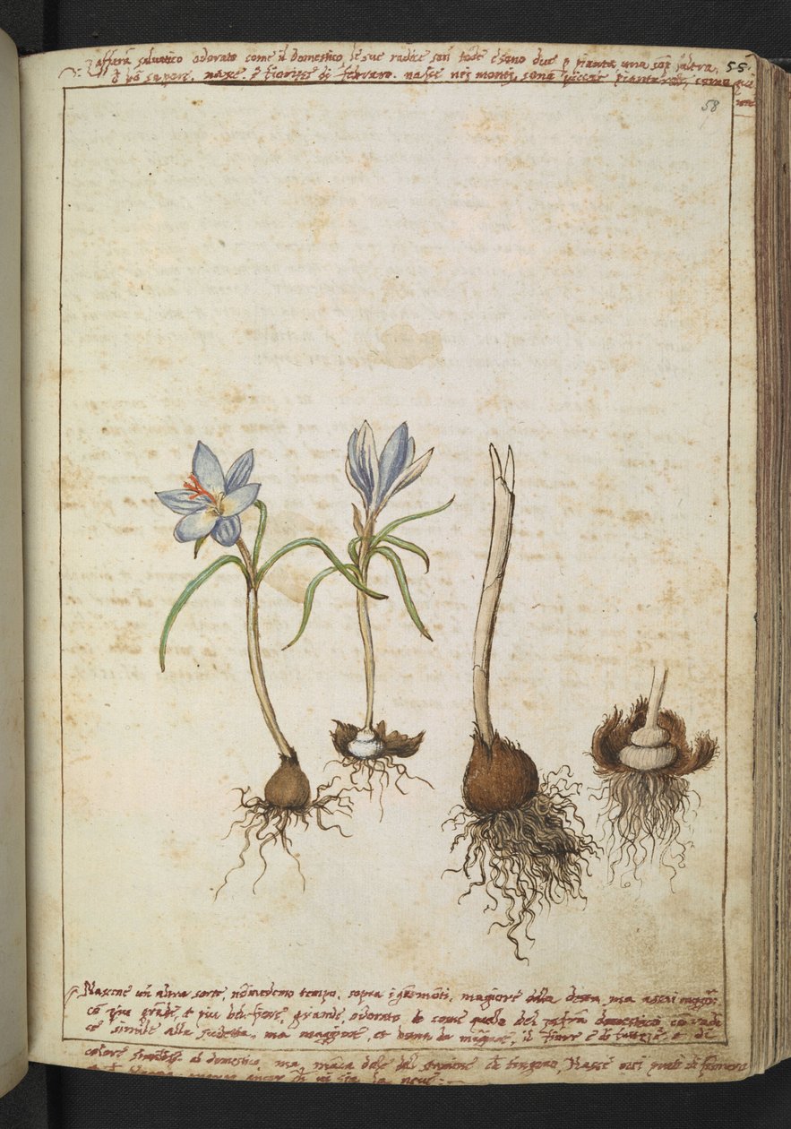 Planter mellem blå blomster, fra "Paintings of Flora of the Roman States" af Gherardo Cibo, Add MS 22333, f058r, c.1564-84 (akvarel & gouache på papir) af Gherardo Cibo