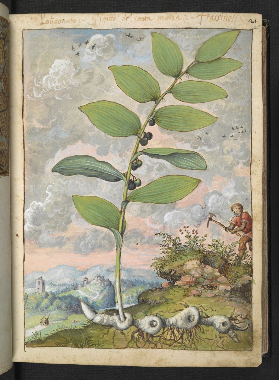 Polygonatum odoratum: En plante. En mand med et hak, fra "Paintings of Flora of the Roman States" af Gherardo Cibo, Add MS 22333, f025r, c.1564-84 (akvarel og gouache på papir) af Gherardo Cibo