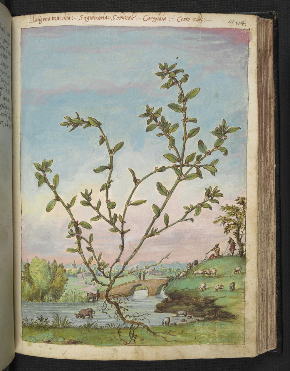 Polygonum aviculare, fra "Paintings of Flora of the Roman States" af Gherardo Cibo, Tilføj MS 22333, f111r, c.1564-84 (akvarel og gouache på papir) af Gherardo Cibo