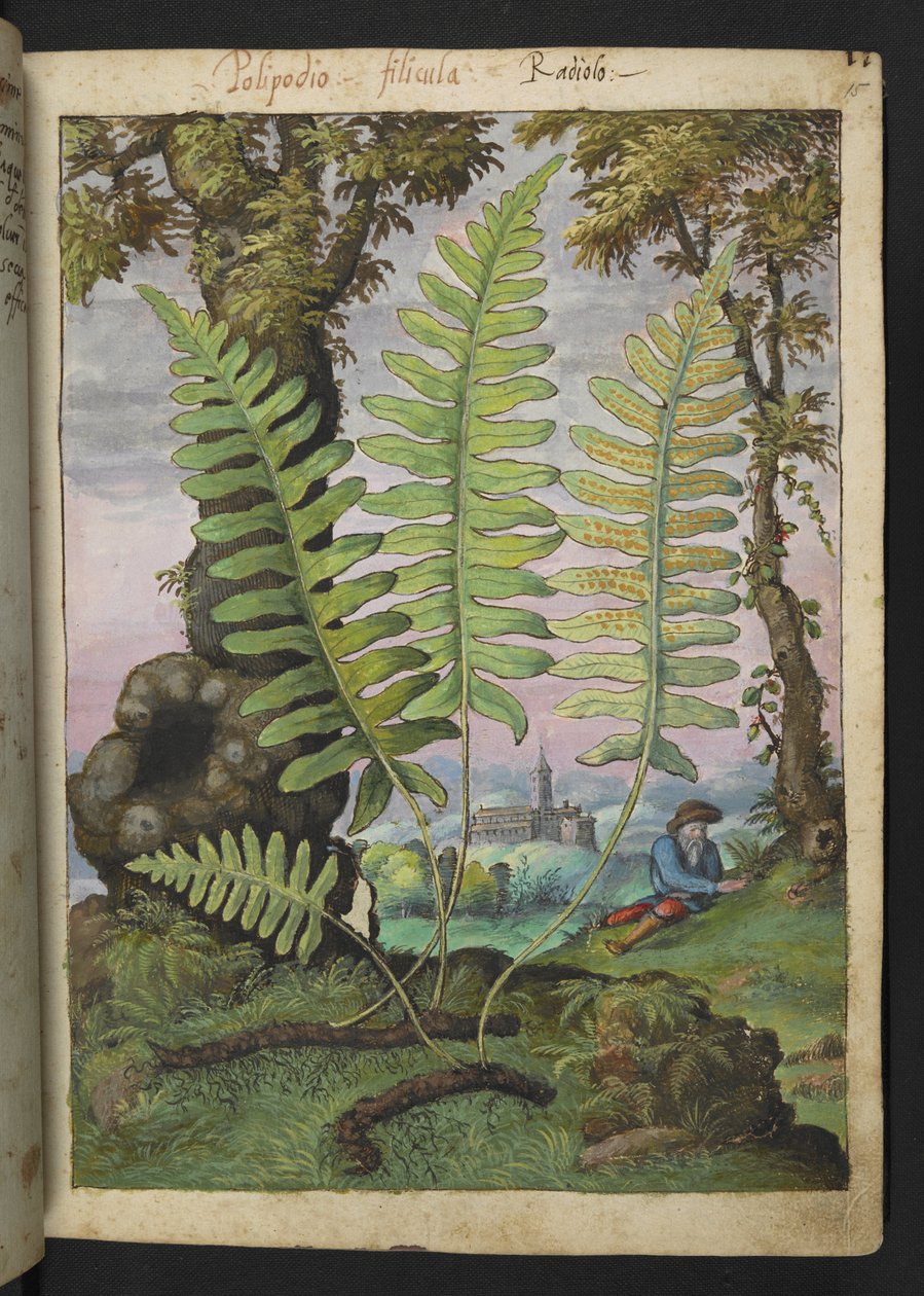 Polypodium, fra "Paintings of Flora of the Roman States" af Gherardo Cibo, Add MS 22333, f015r, c.1564-84 (akvarel & gouache på papir) af Gherardo Cibo