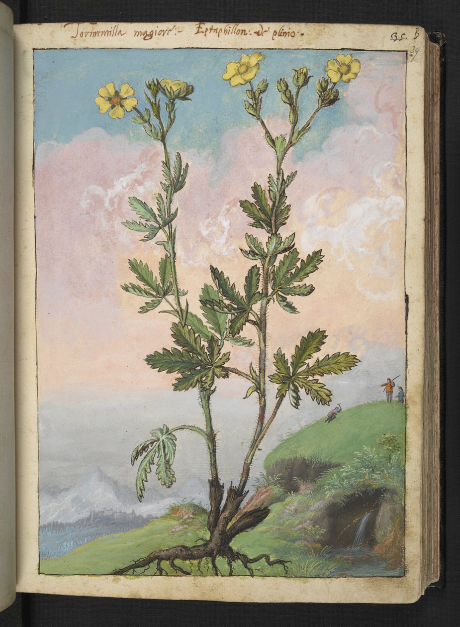 Potentilla recta: En plante med gule blomster, fra "Paintings of Flora of the Roman States" af Gherardo Cibo, Add MS 22333, f039r, c.1564-84 (akvarel & gouache på papir) af Gherardo Cibo