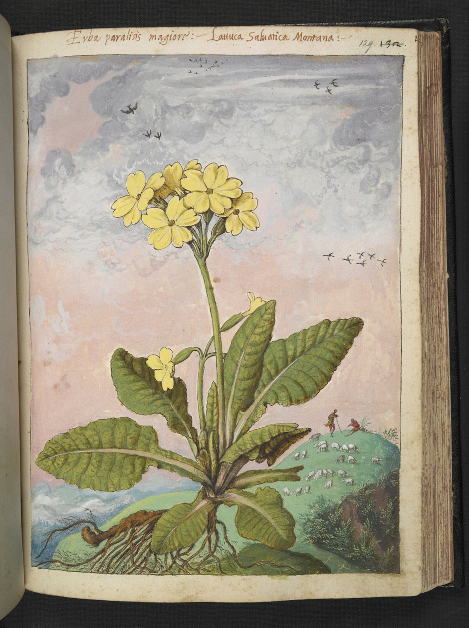 Primula elatior: En plante med gule kronblade. , fra "Paintings of Flora of the Roman States" af Gherardo Cibo, Add MS 22333, f129r, c.1564-84 (akvarel & gouache på papir) af Gherardo Cibo
