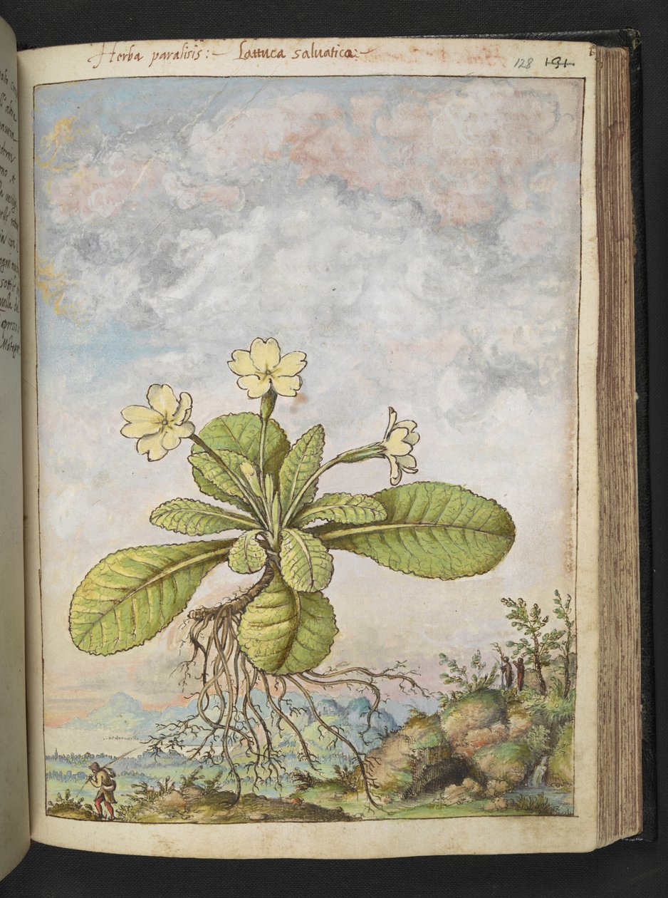 Primula vulgaris, fra "Paintings of Flora of the Roman States" af Gherardo Cibo, Add MS 22333, f128r, c.1564-84 (akvarel & gouache på papir) af Gherardo Cibo